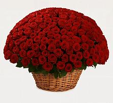 Премиум букет из: Розы в Поселок Конезавода